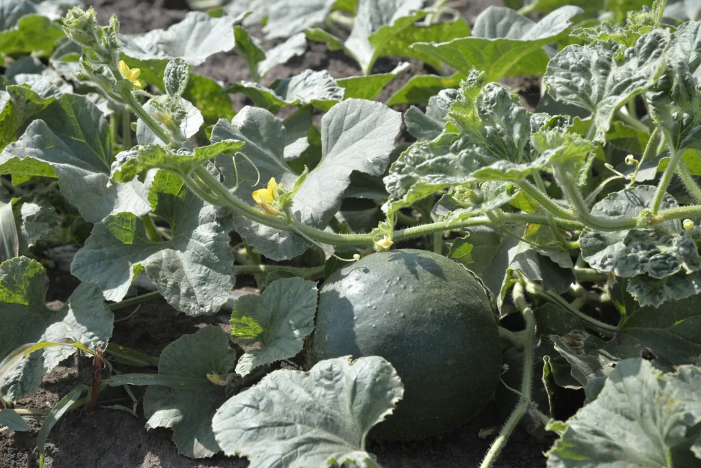 Cerba Cristina, producător agricol