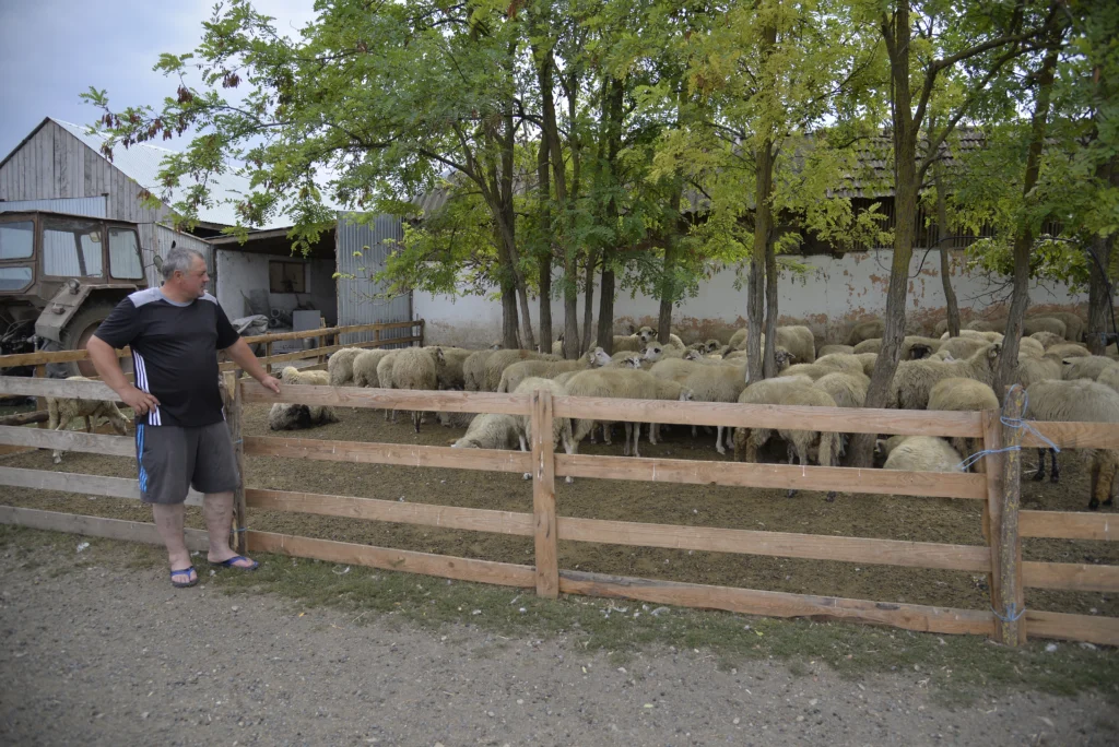 Mihăilă Ioan Cristian, crescător de ovine