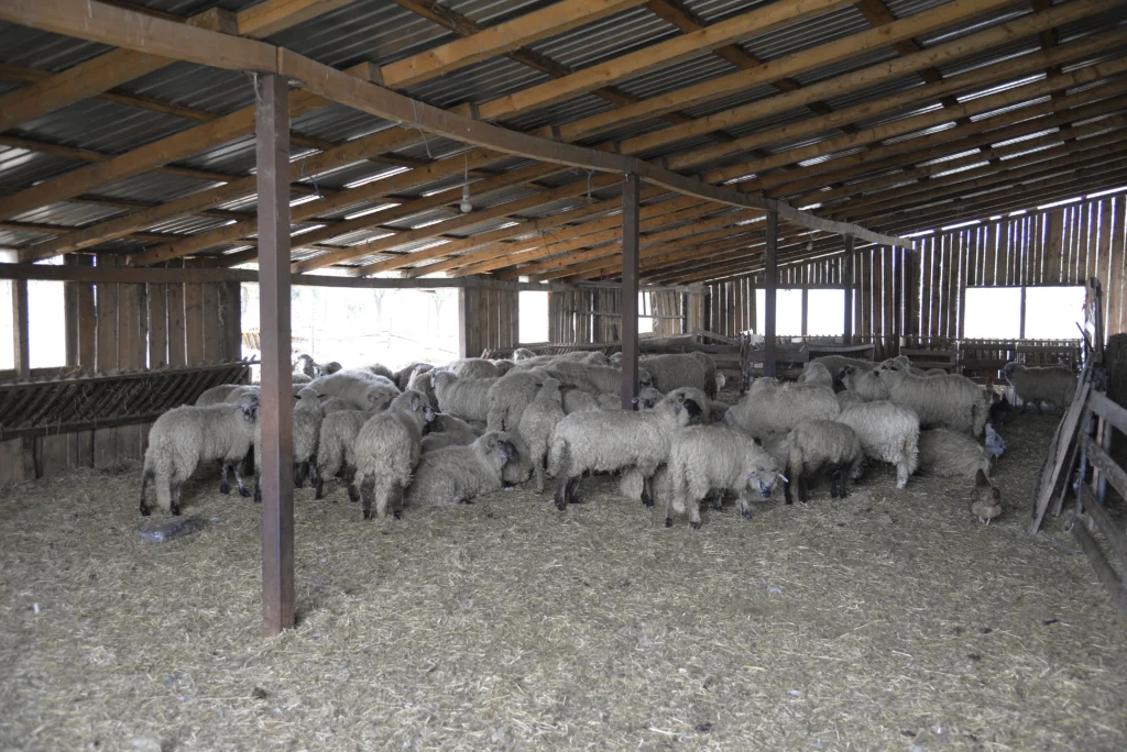 Mihăilă Ioan Cristian, crescător de ovine