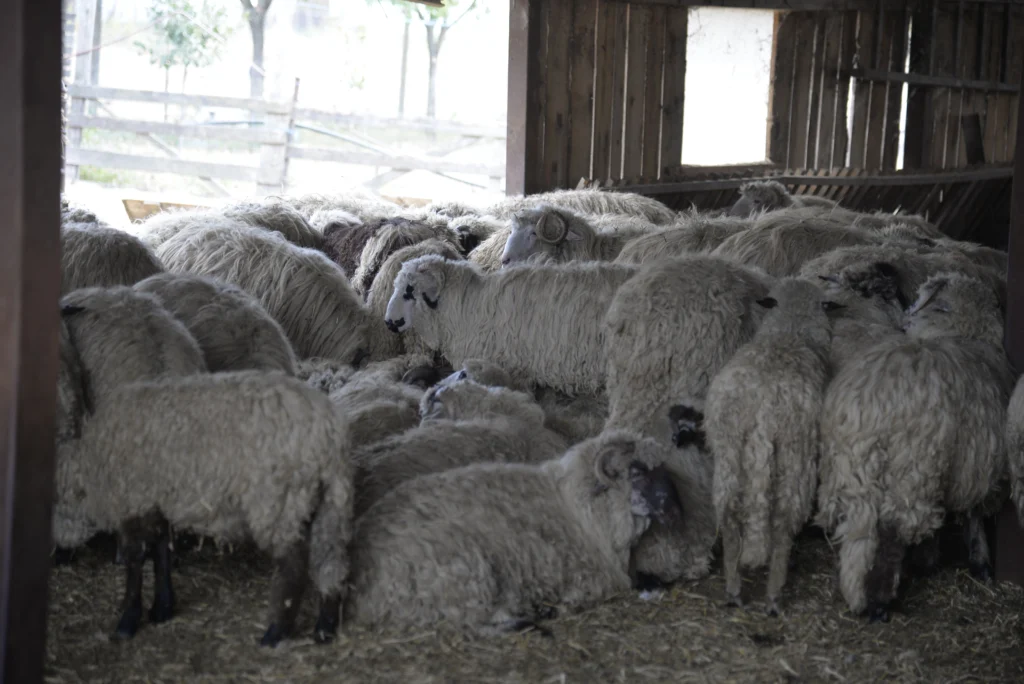 Mihăilă Ioan Cristian, crescător de ovine