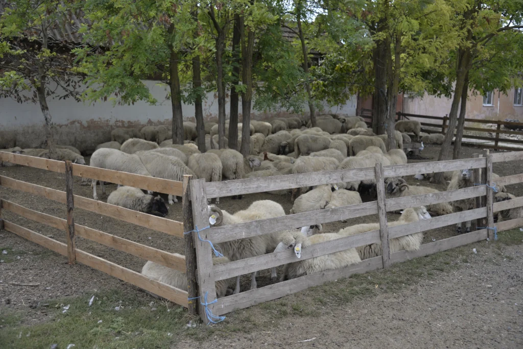 Mihăilă Ioan Cristian, crescător de ovine