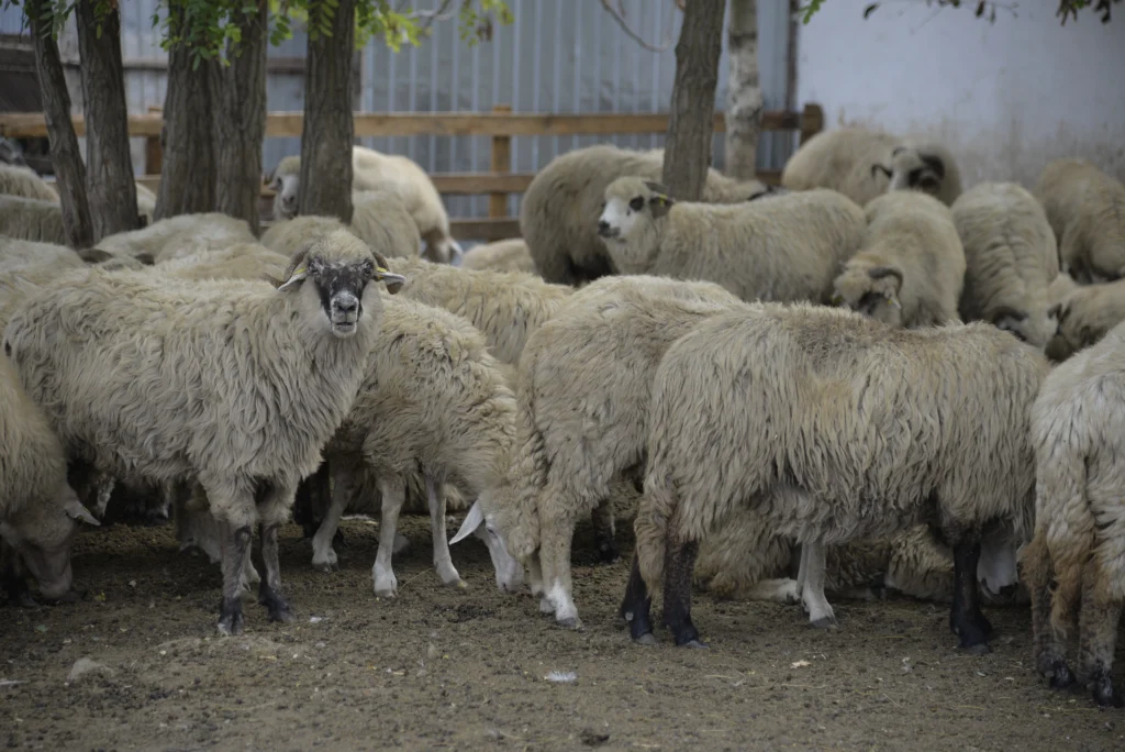 Mihăilă Ioan Cristian, crescător de ovine