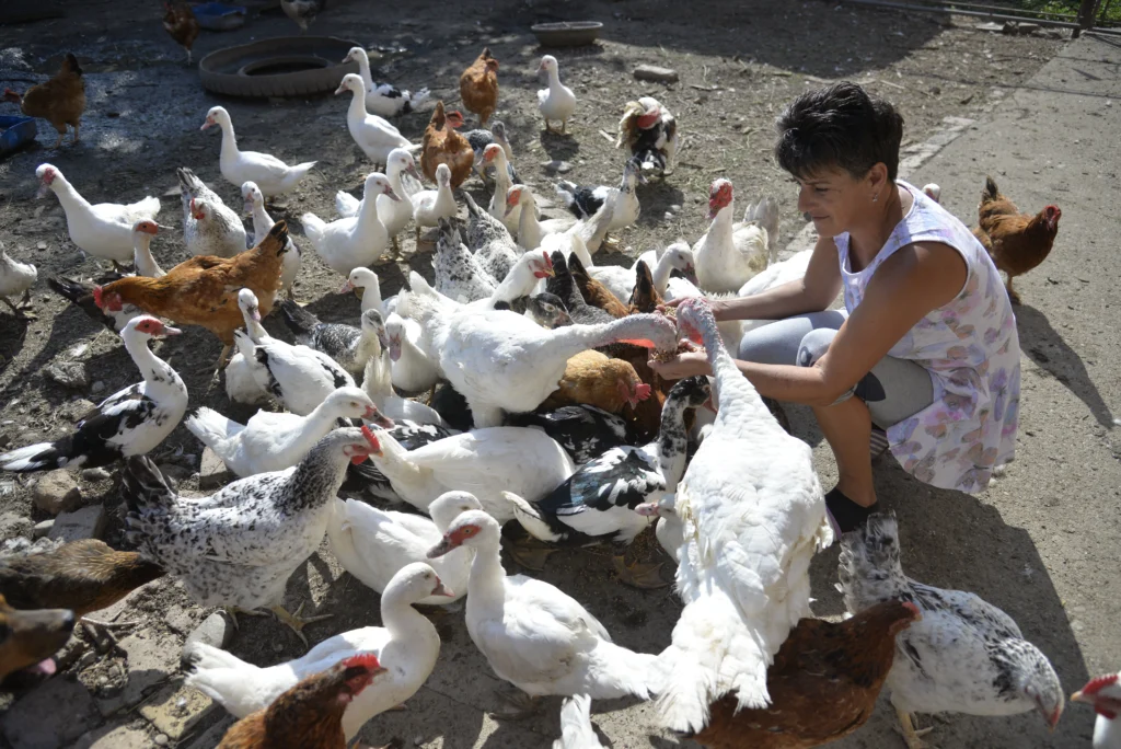 Pleșca Maria, producător agricol, apicultor și crescător de animale