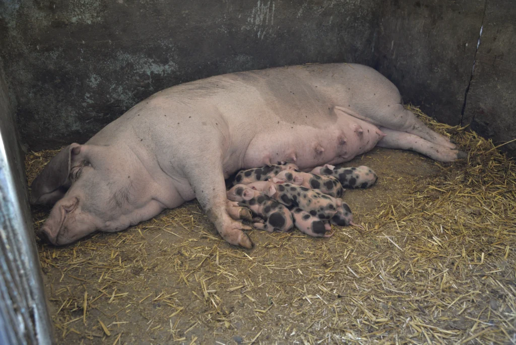 Pleșca Maria, producător agricol, apicultor și crescător de animale