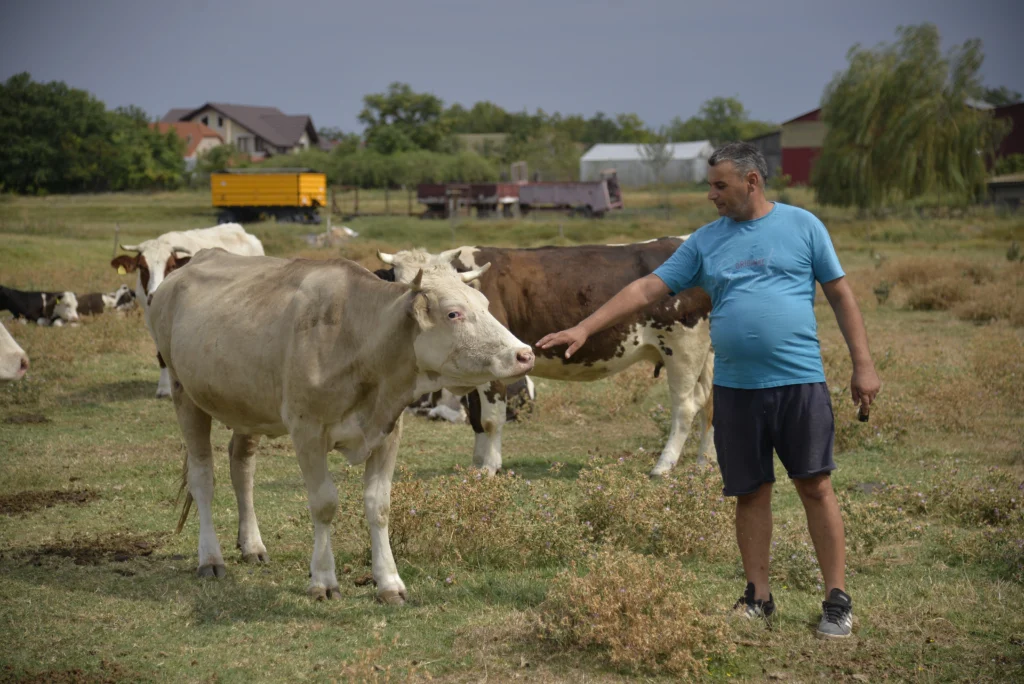 Mantea Constantin, crescător de bovine și ovine