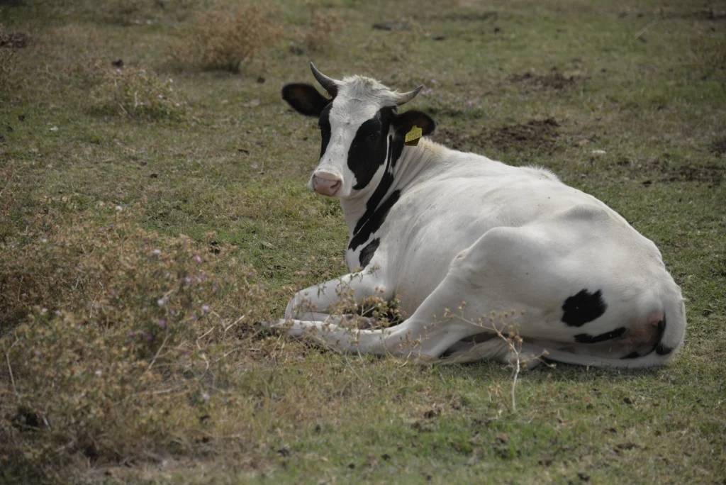 Mantea Constantin, crescător de bovine și ovine