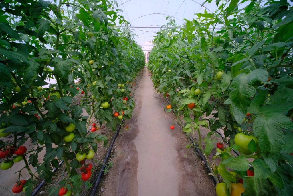Magea Adrian, agricultor