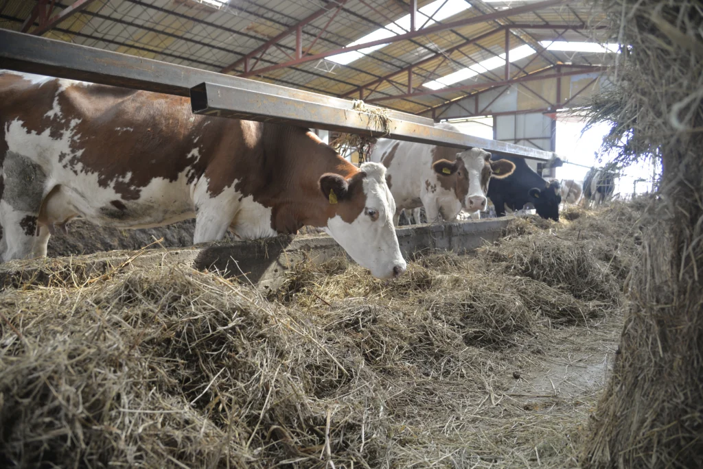 Nașca Viorel, crescător bovine