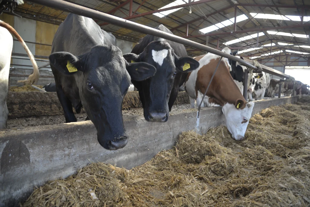Nașca Viorel, crescător bovine