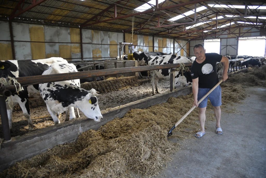 Nașca Viorel, crescător bovine