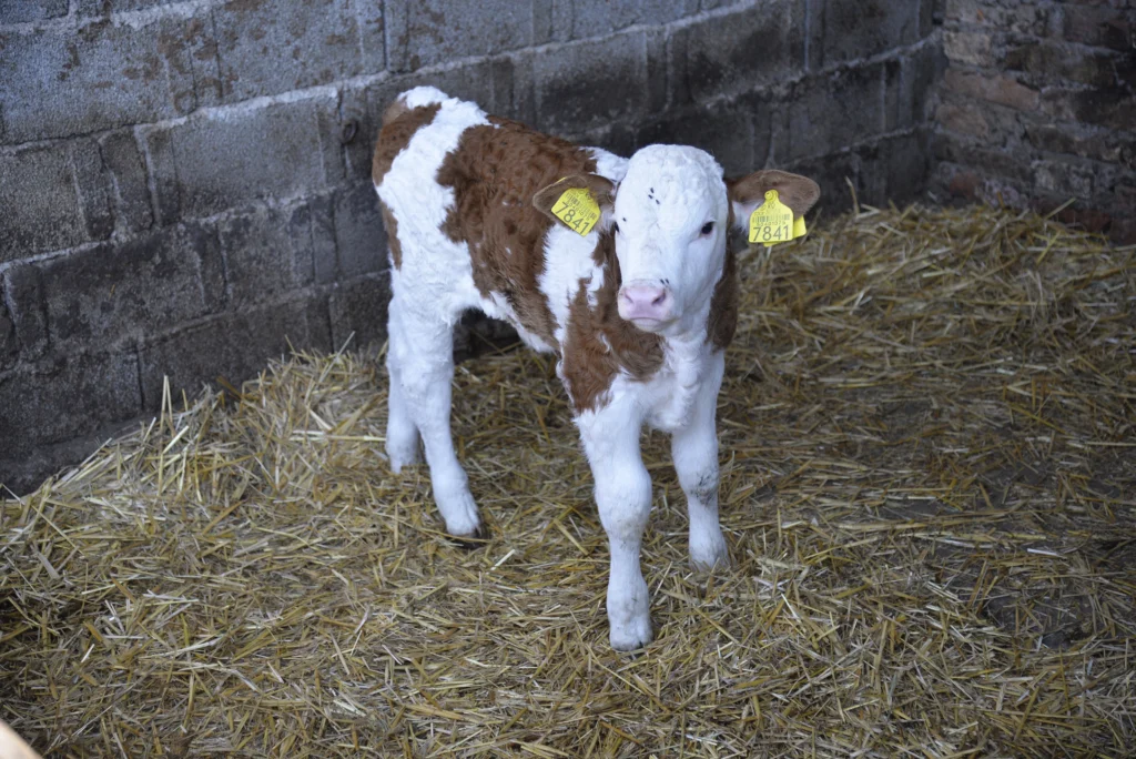 Nașca Viorel, crescător bovine