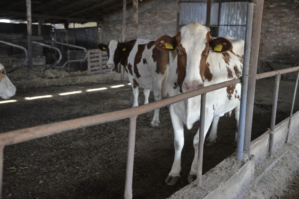 Szasz Vasile, crescător bovine