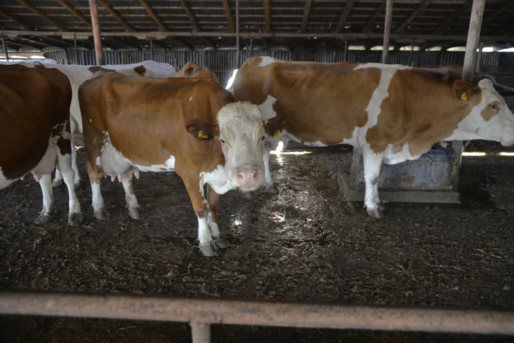 Szasz Vasile, crescător bovine