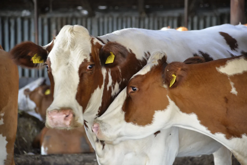 Szasz Vasile, crescător bovine