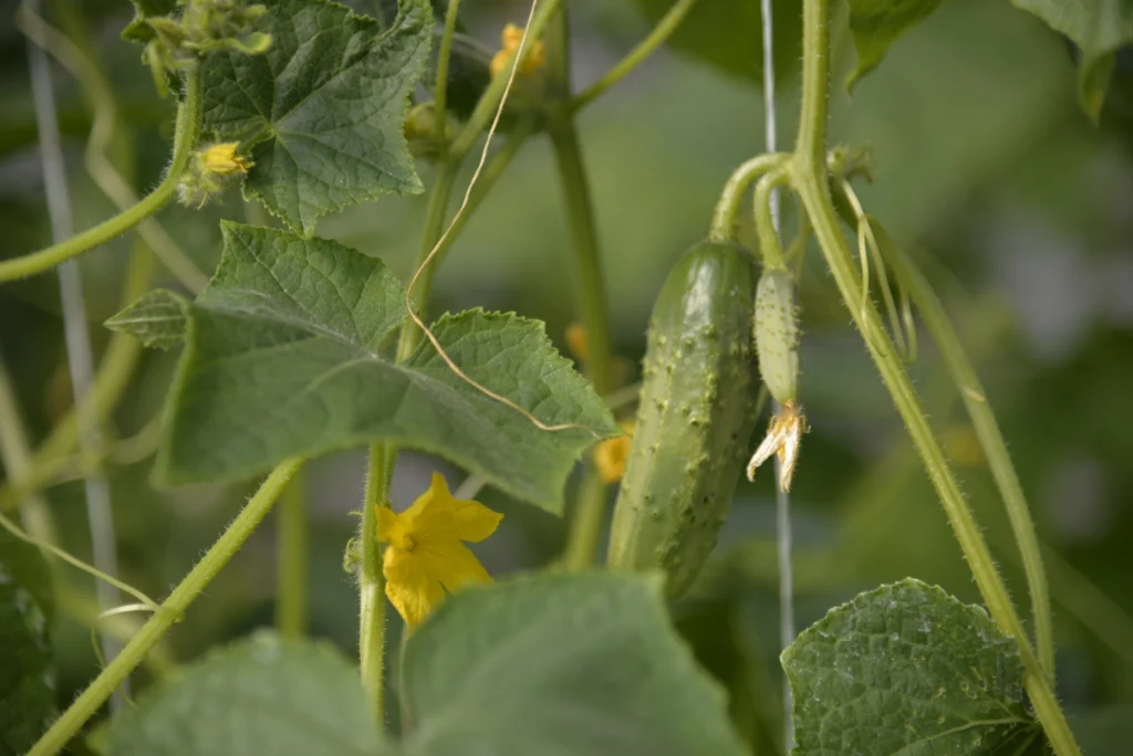 Tomoiagă Ștefan, producător de legume
