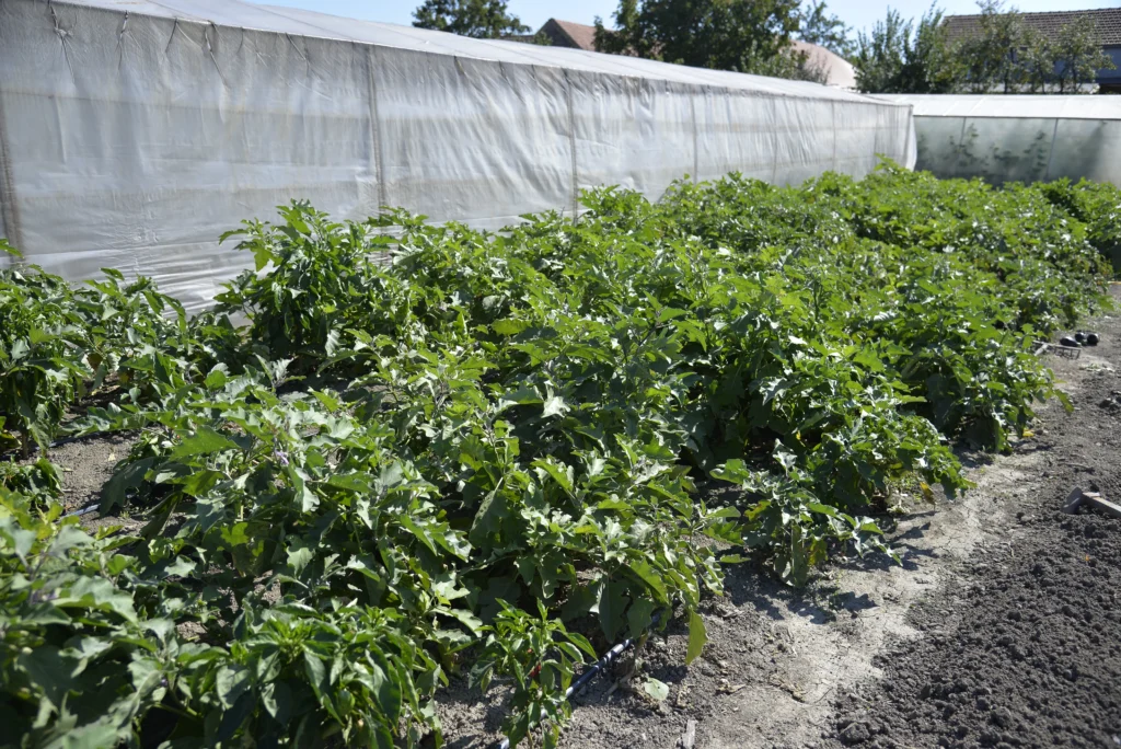 Tomoiagă Ștefan, producător de legume