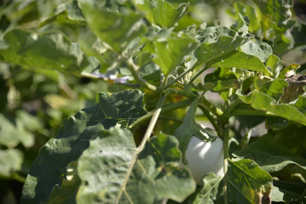 Tomoiagă Ștefan, producător de legume