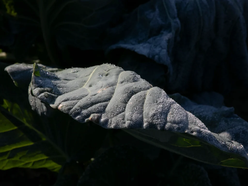 Rozuș Camelia