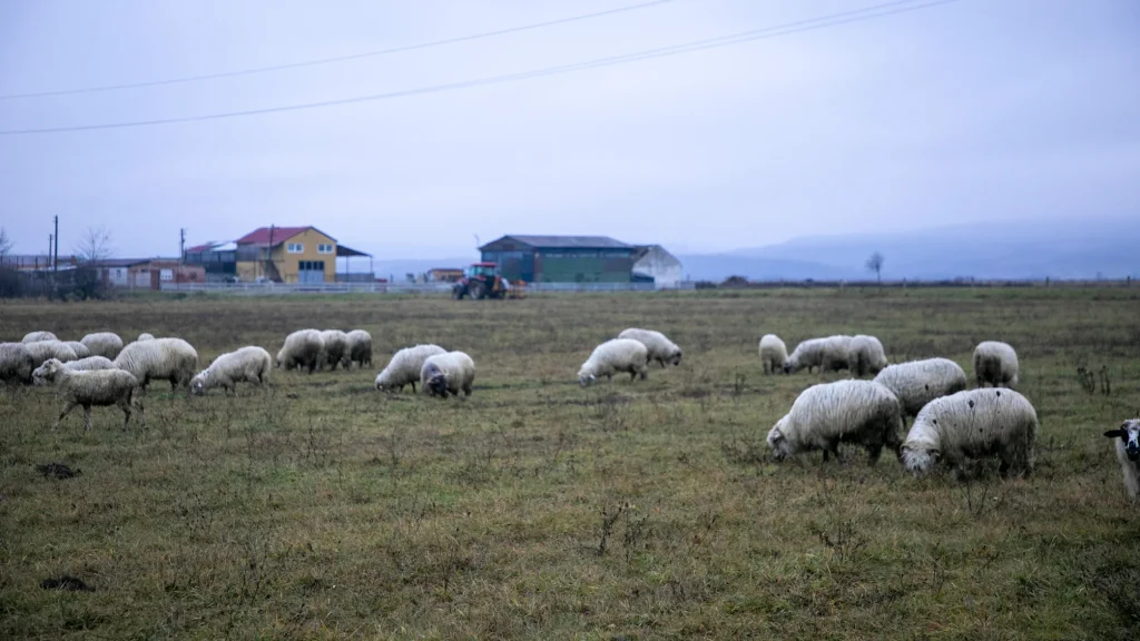 Iancu Vasile