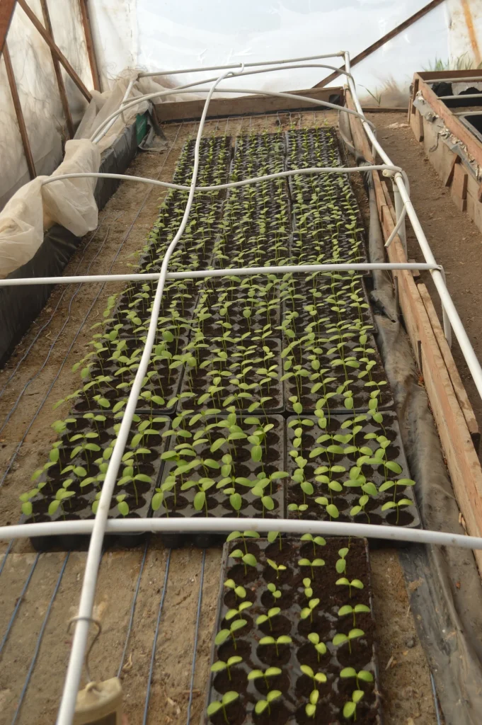 SC Agro-Bibi Giera SRL
