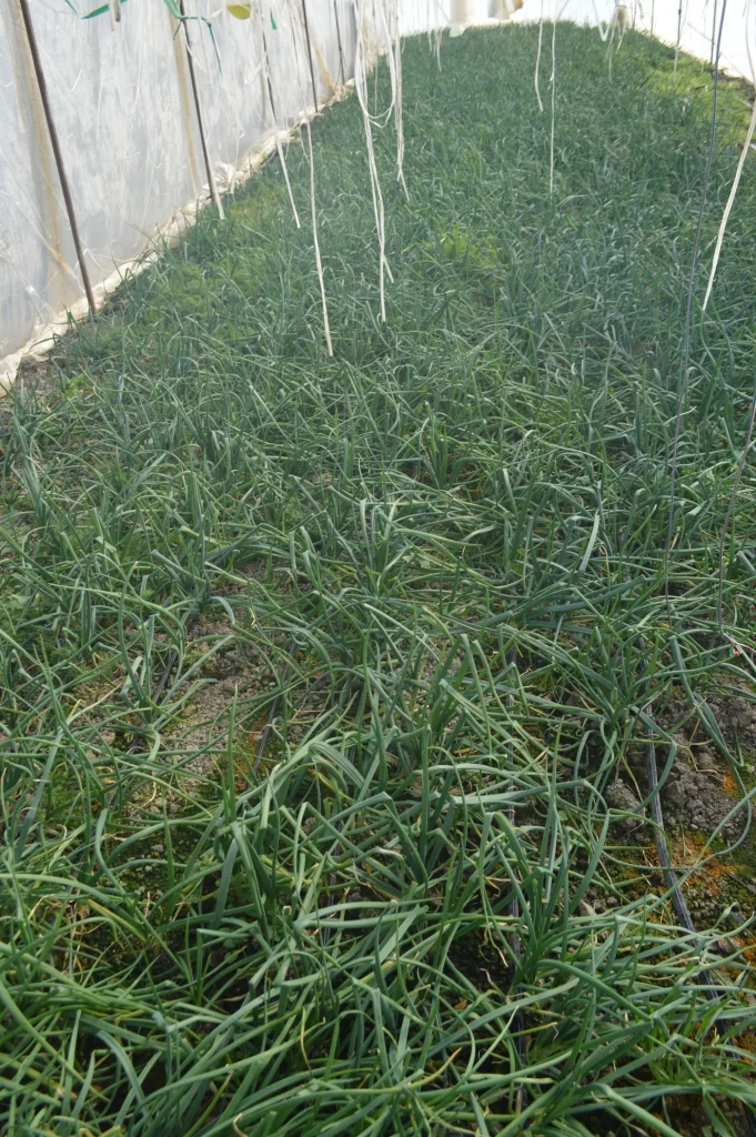SC Agro-Bibi Giera SRL
