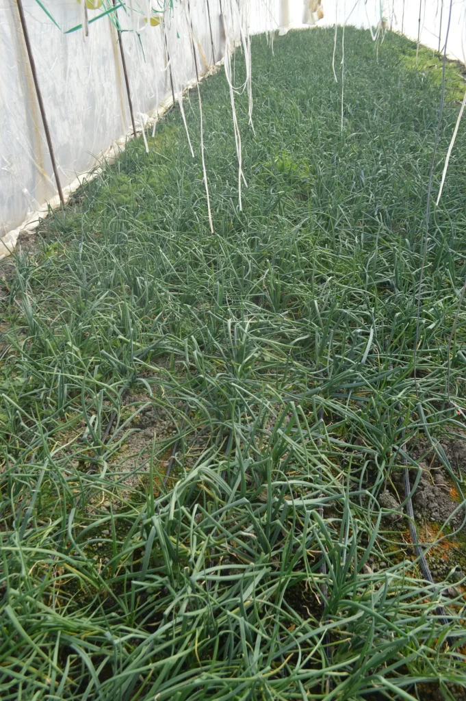SC Agro-Bibi Giera SRL