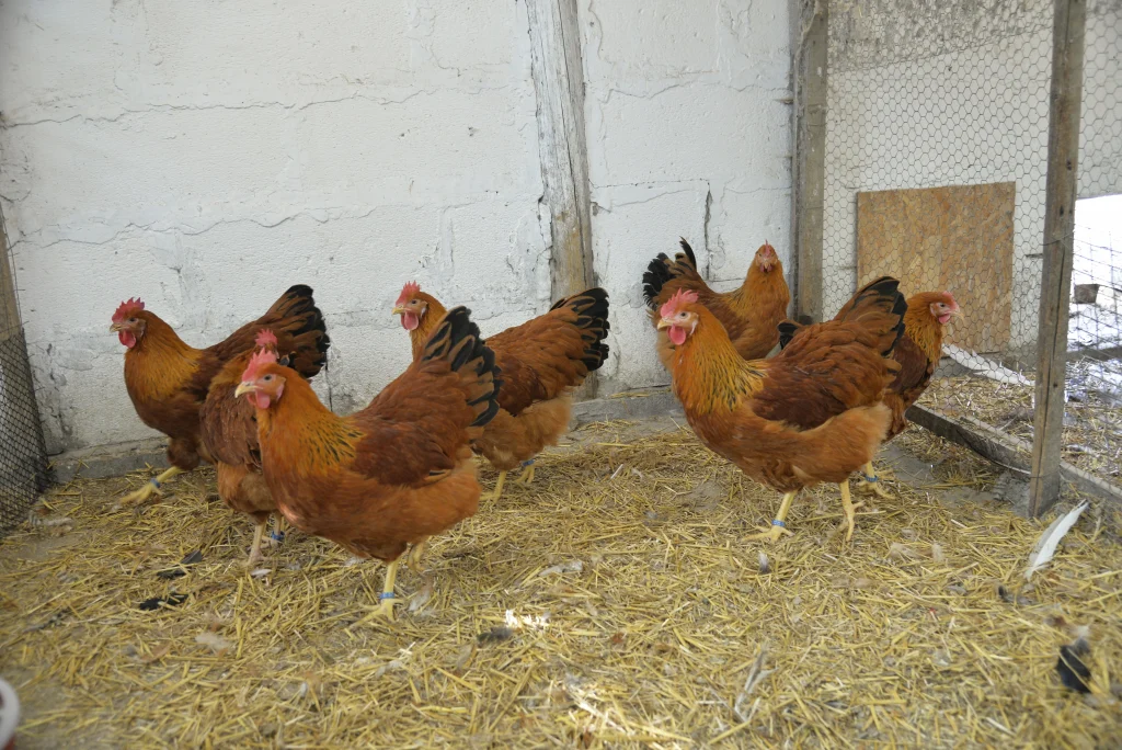 Mircovici Petro Marian, crescător de păsări și animale cu blană