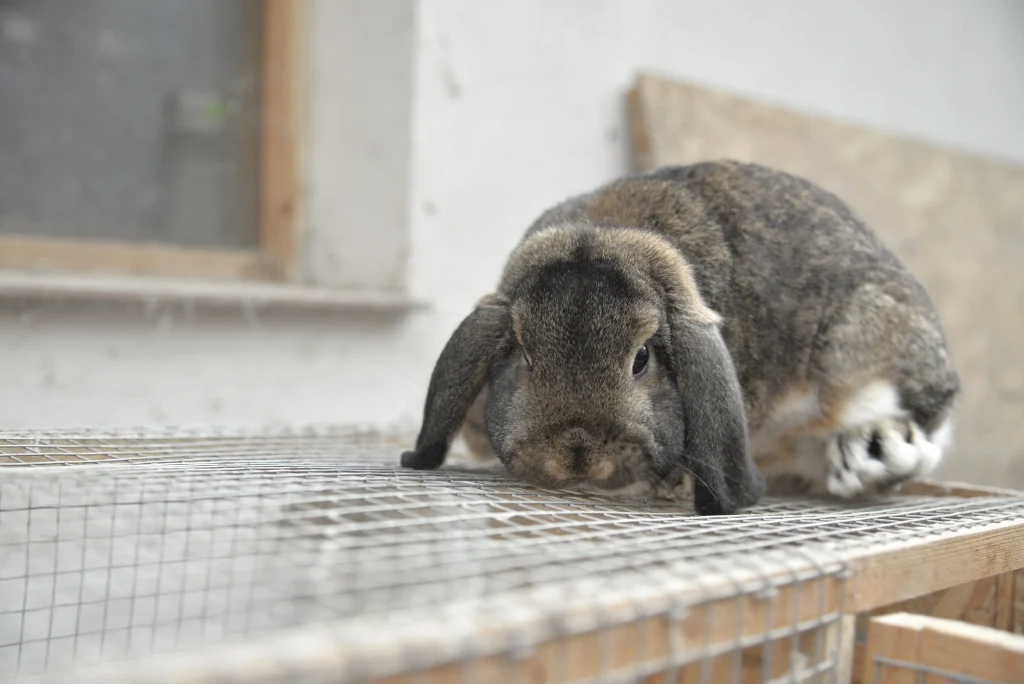Mircovici Petro Marian, crescător de păsări și animale cu blană