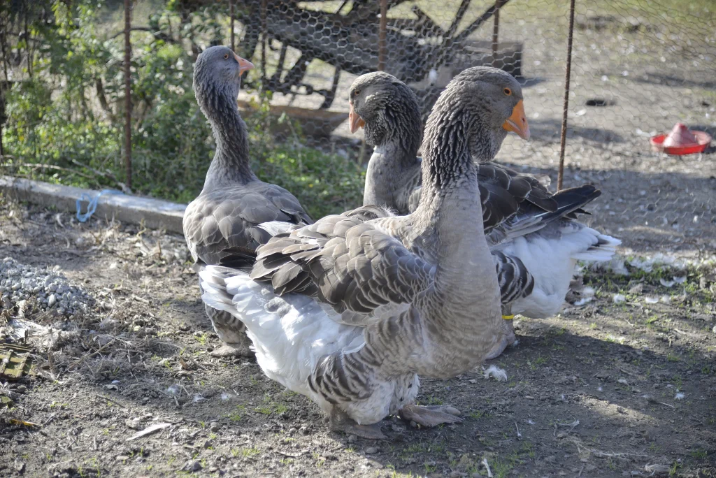 Mircovici Petro Marian, crescător de păsări și animale cu blană