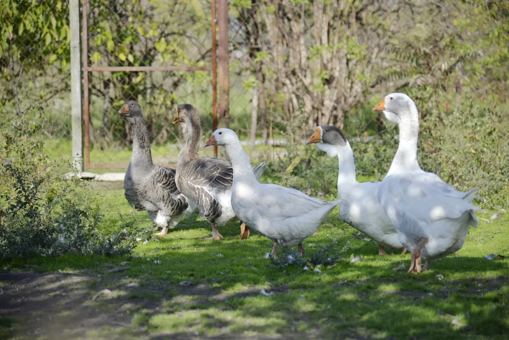 Mircovici Petro Marian, crescător de păsări și animale cu blană