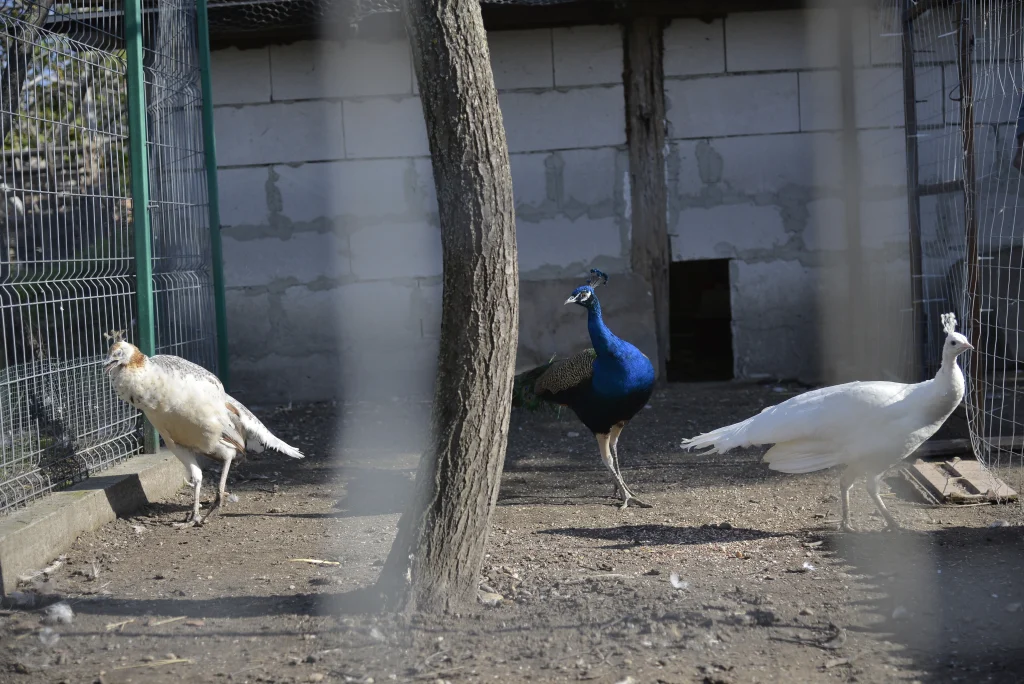 Mircovici Petro Marian, crescător de păsări și animale cu blană