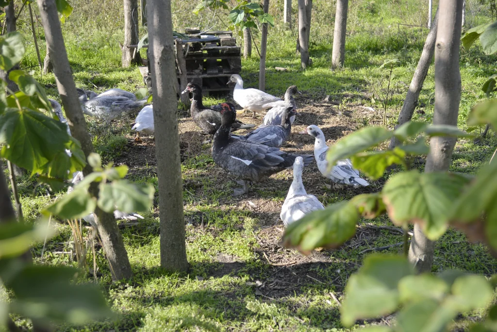 Mircovici Petro Marian, crescător de păsări și animale cu blană
