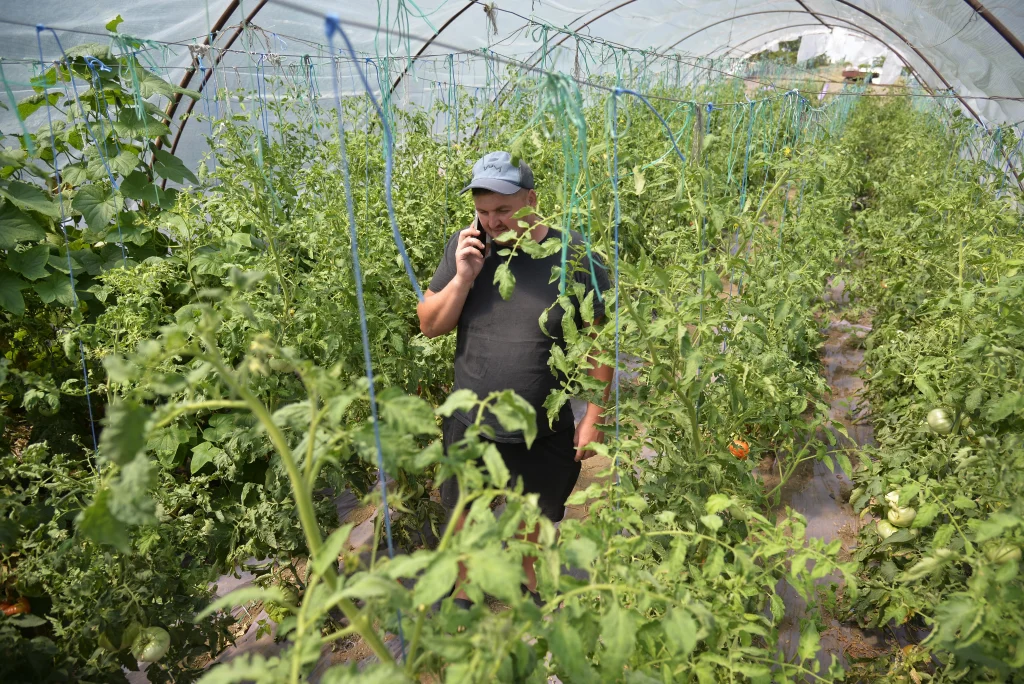 Pulverea Daniel, producător cultură de pepeni