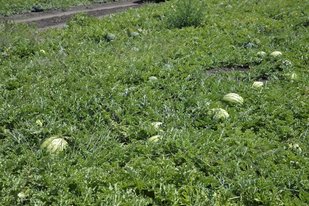 Ferecean Guler Sebastian, producător cultură de pepeni