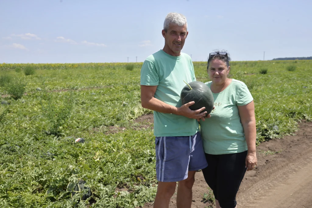 Ferecean Guler Sebastian, producător cultură de pepeni