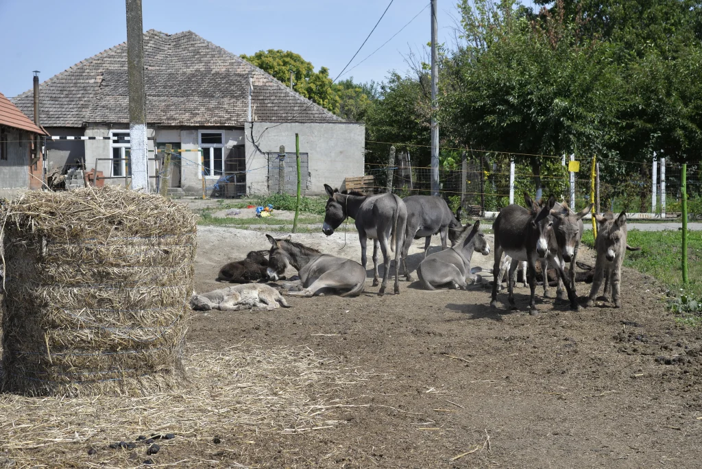 Stiole Daiana, crescător de măgărițe