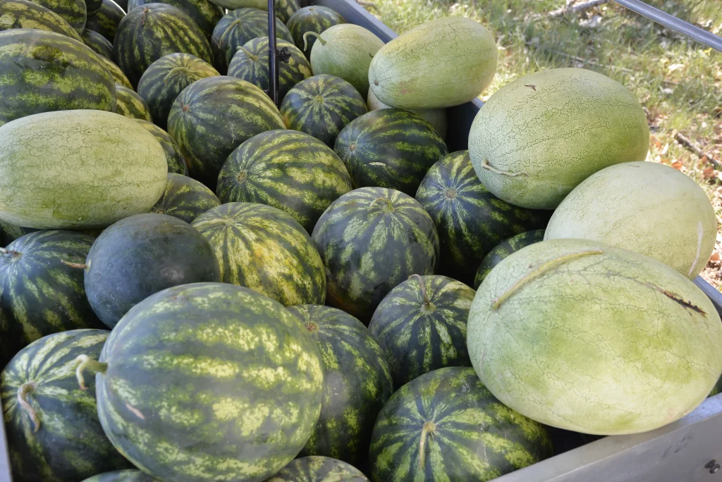 Dobricean Ilie, producător agricol