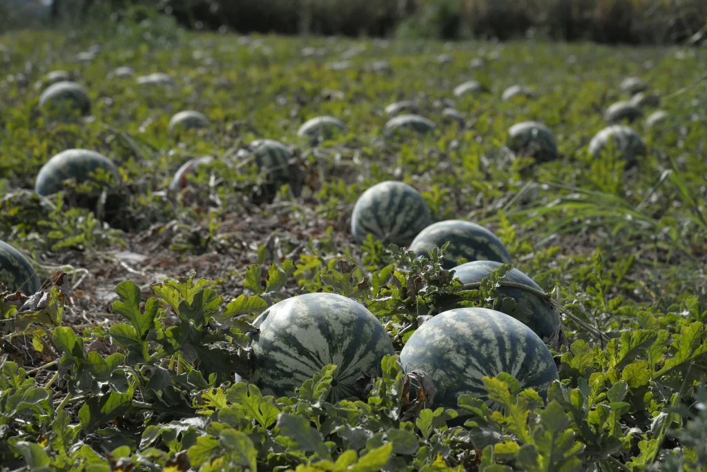 Mariș Sebastian, producător agricol