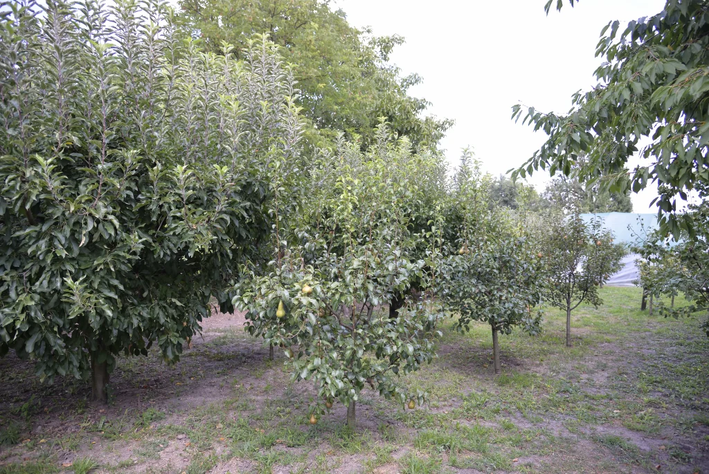 Fiscutean Aurora, producător legume și fructe