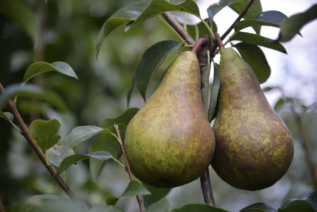 Fiscutean Aurora, producător legume și fructe