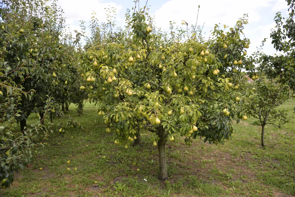 Fiscutean Aurora, producător legume și fructe