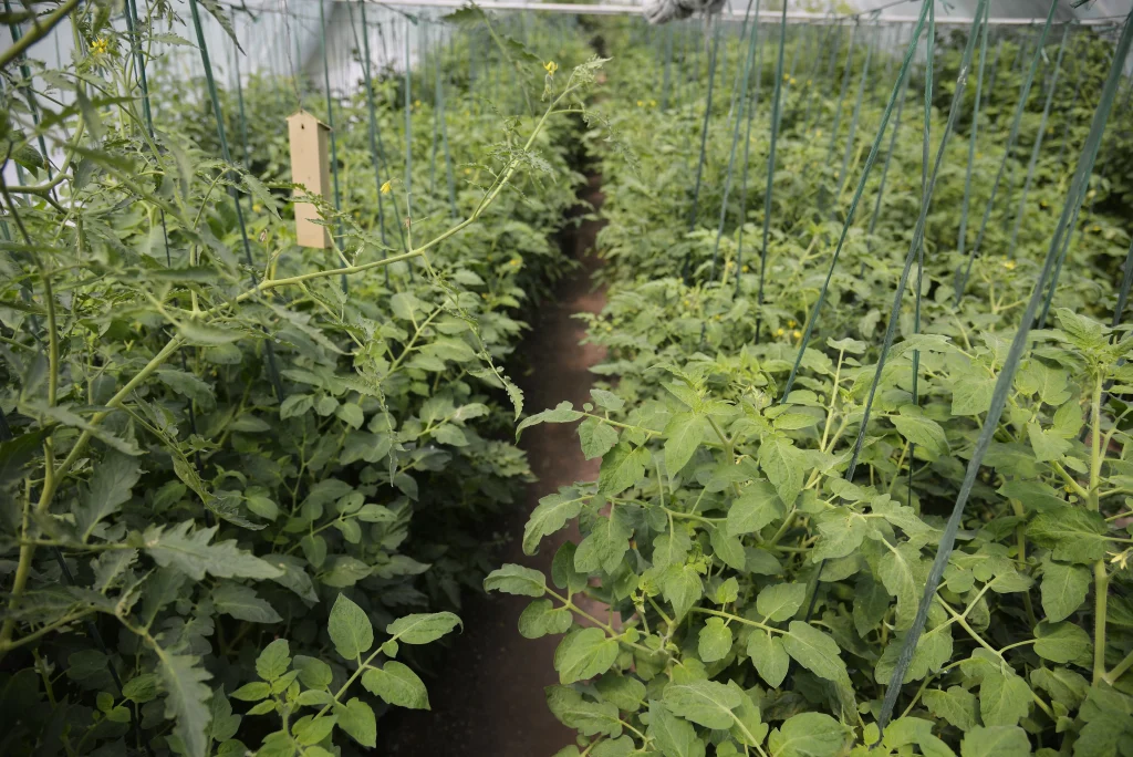 Fiscutean Aurora, producător legume și fructe