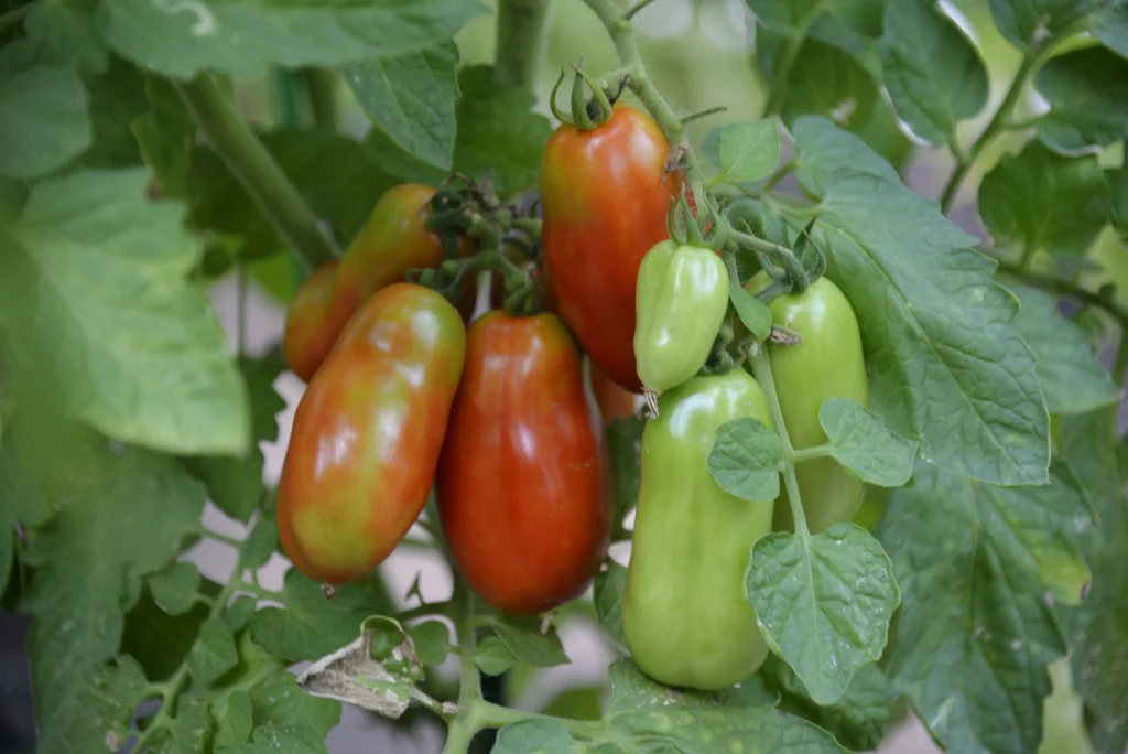 Fiscutean Aurora, producător legume și fructe