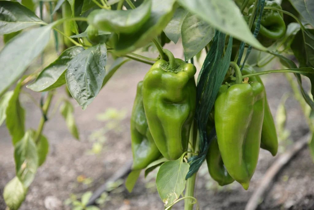 Fiscutean Aurora, producător legume și fructe