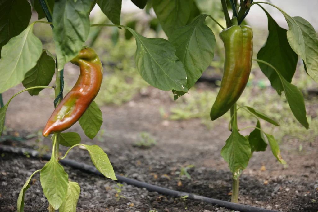 Fiscutean Aurora, producător legume și fructe