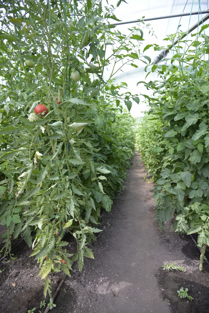 Fiscutean Aurora, producător legume și fructe