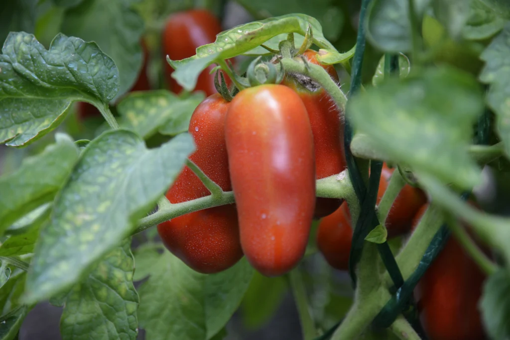 Fiscutean Aurora, producător legume și fructe