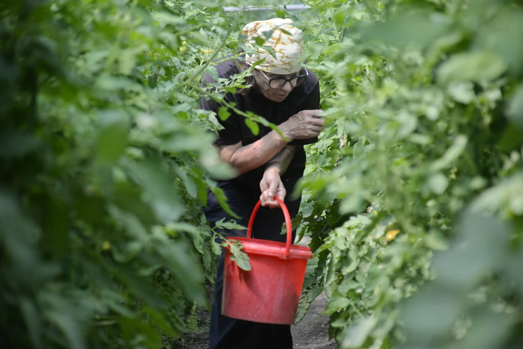 Fiscutean Aurora, producător legume și fructe
