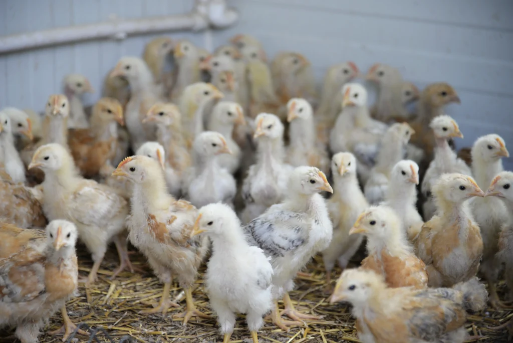 Condeescu Raul Romulus, producător legume, crescător păsări și ovine, apicultor