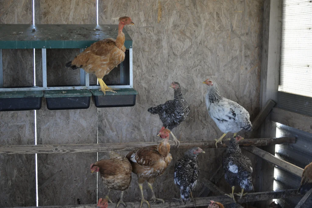 Condeescu Raul Romulus, producător legume, crescător păsări și ovine, apicultor
